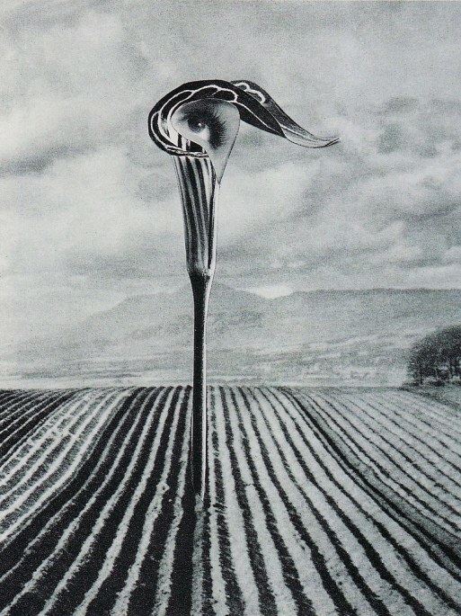 Karel Teige. Collage. 1940s